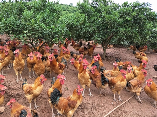 土雞和飼料雞在外觀(guān)上可以怎樣辨別？